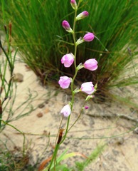 Ixia scillaris scillaris