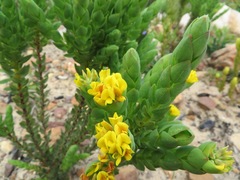 Aspalathus elliptica