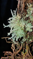Cladonia subsquamosa image
