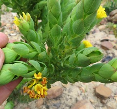 Aspalathus elliptica