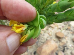 Aspalathus elliptica