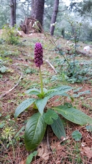 Phytolacca rugosa