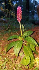 Phytolacca rugosa