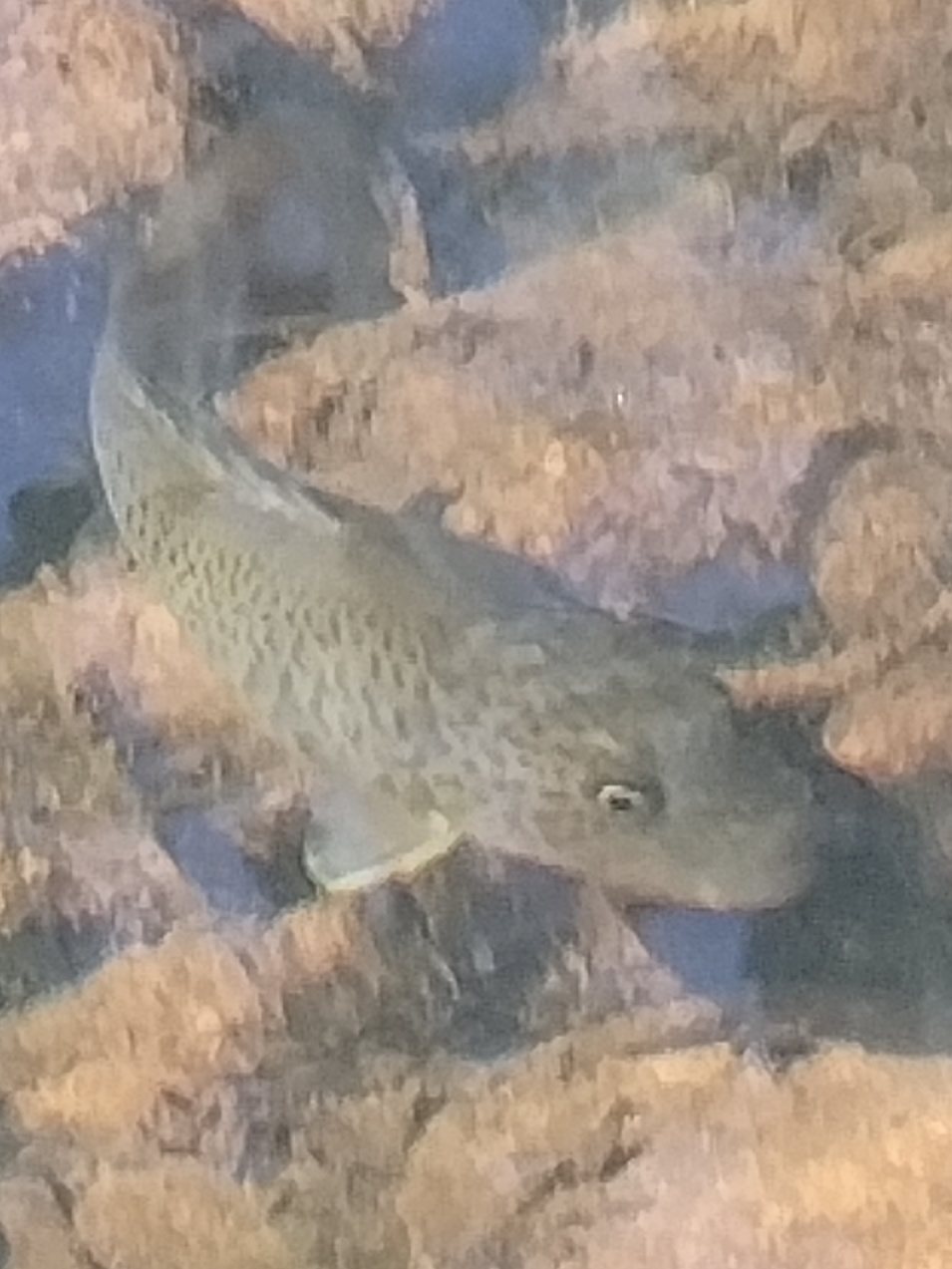 Leiopotherapon unicolor (Günther, 1859)