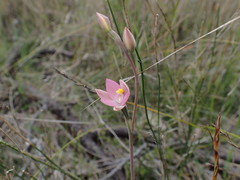 Thelymitra luteocilium