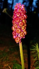 Phytolacca rugosa
