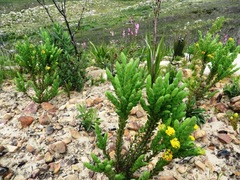 Aspalathus elliptica