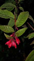 Cestrum fasciculatum