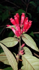 Cestrum fasciculatum