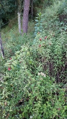 Cestrum fasciculatum