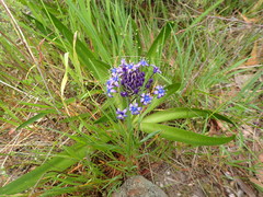 Scilla peruviana