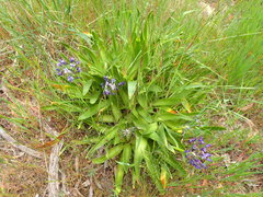 Scilla peruviana