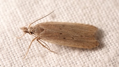 Dichomeris juniperella