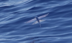 Exocoetidae