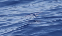 Exocoetidae