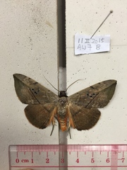 Hypopyra vespertilio