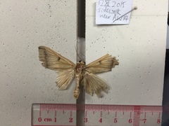 Ophiusa trapezium