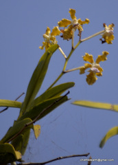 Vanda tessellata