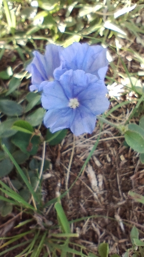 Image of Evolvulus Azul (Evolvulus glomeratus) by no rights reserved