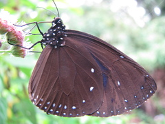 Euploea eunice