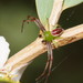 Lozenge-shaped Crab Spider - Photo (c) Reiner Richter, some rights reserved (CC BY-NC-SA), uploaded by Reiner Richter
