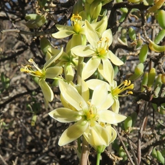 Ornithogalum hispidum hispidum