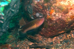 Austrolabrus maculatus