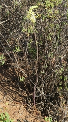 Ornithogalum hispidum hispidum