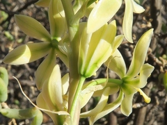Ornithogalum hispidum hispidum