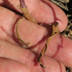 Ornithogalum hispidum hispidum