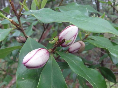 Magnolia figo, photographed by an iNaturalist contributor