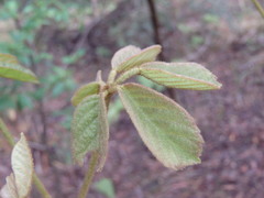 Handroanthus chrysotrichus