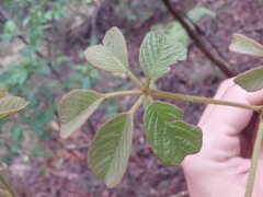 Handroanthus chrysotrichus
