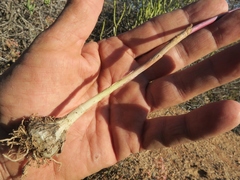 Ornithogalum hispidum hispidum