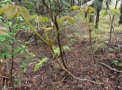 Handroanthus chrysotrichus