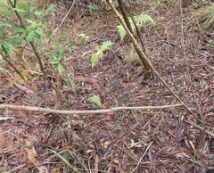 Handroanthus chrysotrichus