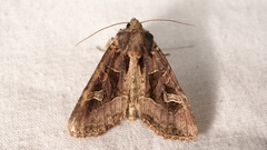 Trigonophora jodea