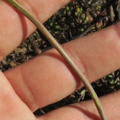 Ornithogalum hispidum hispidum