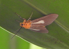 Asota subsimilis