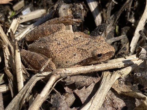 Spring Peeper photographed in Iowa