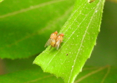 Diptera