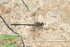 Phanogomphus oklahomensis