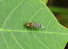 Glipa malaccana
