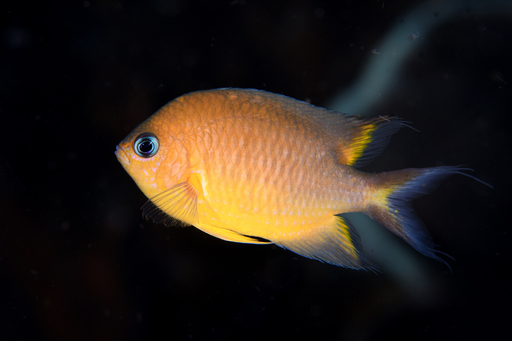 Howson's Chromis