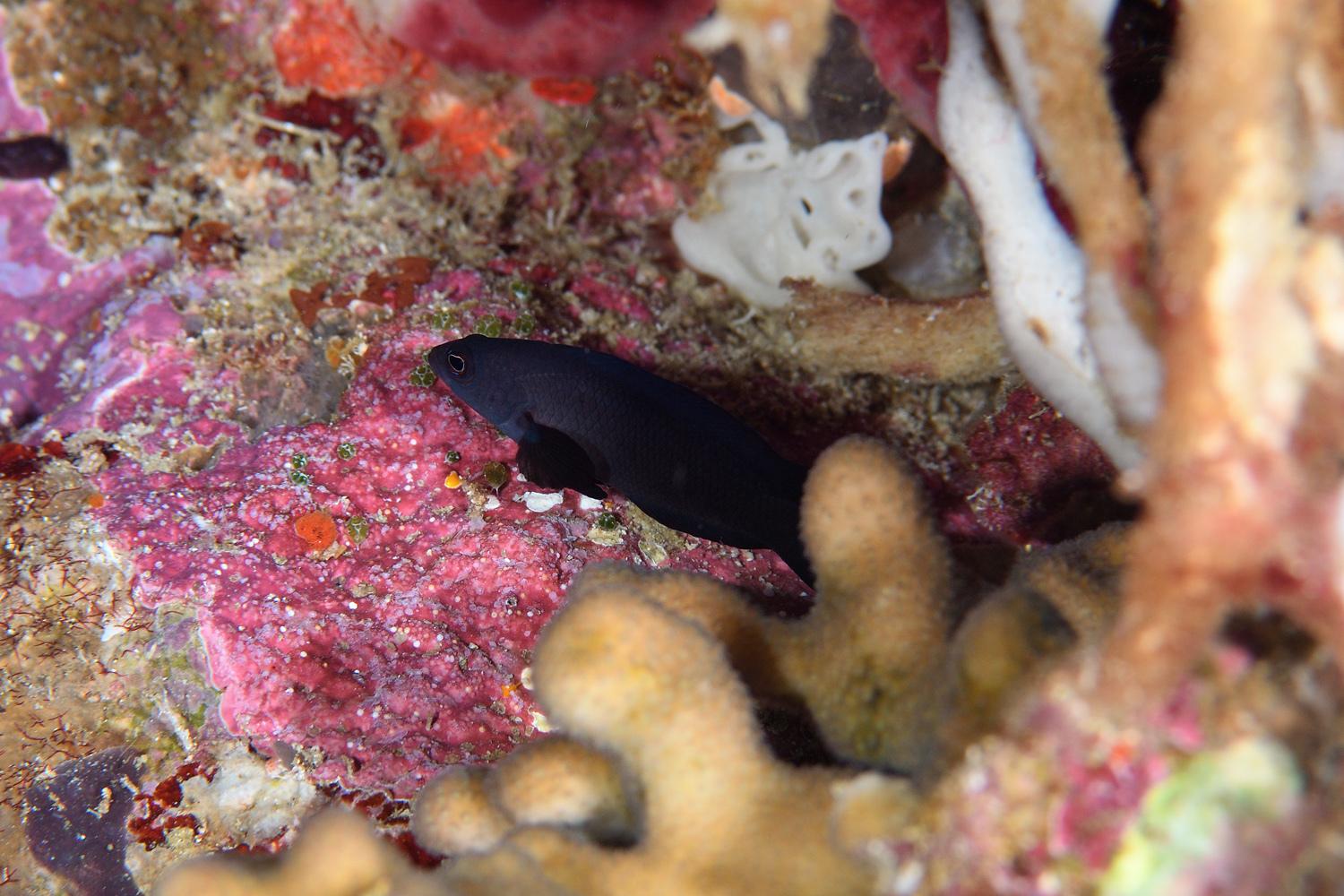 Midnight Dottyback photo 4