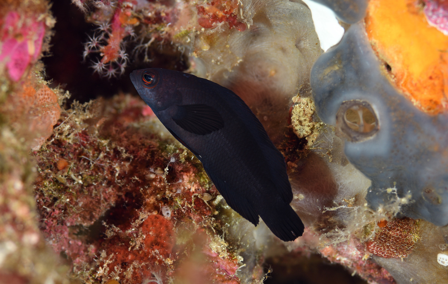 Midnight Dottyback photo 2