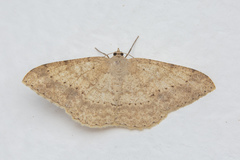 Luxiaria mitorrhaphes