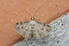 Bosara emarginaria