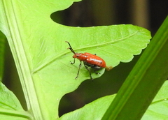 Lema quadripunctata