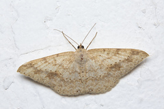 Luxiaria mitorrhaphes